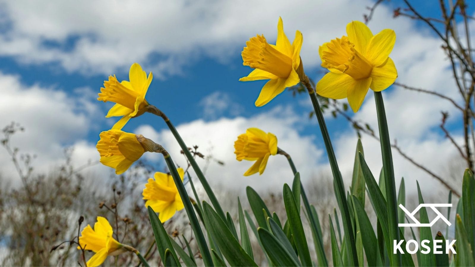 Narsisseja kukkapenkissä